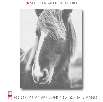 Happy Canvasdoek interieur horse black and white photo pferde pony foto happy stable